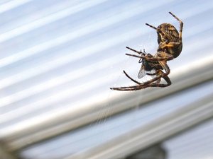 Spiders: How Do I Get Rid of Them for Good?